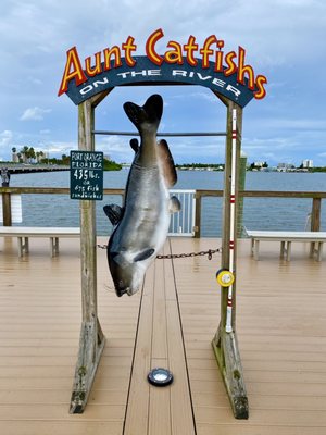 Aunt Catfish's On the River by null