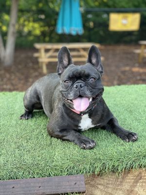 Neighbors Dog Park & Cafe by null