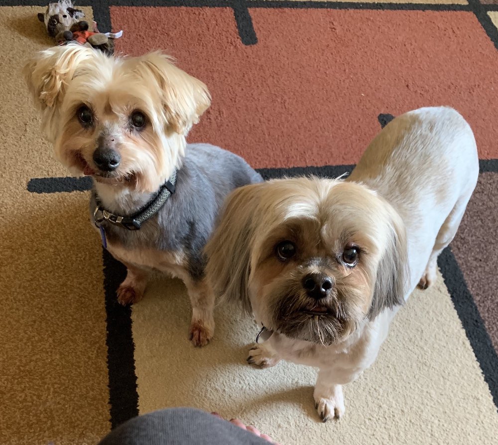 CLIPPIN’ CRITTERS Pet Groomers Kalispell, MT Phone Number Yelp