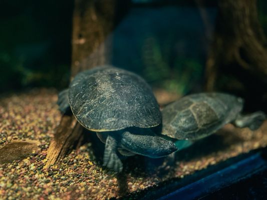 Fort Worth Zoo by null