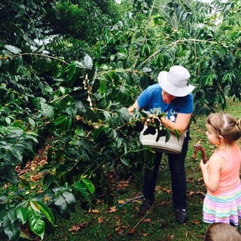 Kuaiwi Farm - Coffee trees! - Tours Near Me
