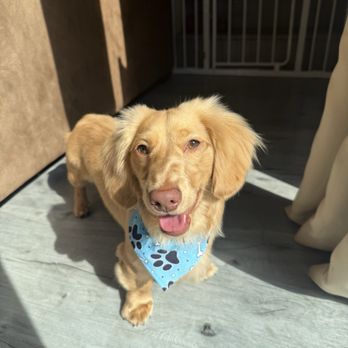 Pet’s Friend Mobile Grooming - Pet Groomers Near Me Pet’s Friend Mobile Grooming - Pet Groomers Near Me