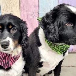 Groovy Grooming