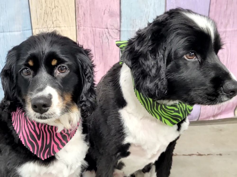 GROOVY GROOMING Updated August 2024 42 Photos New Durham, New