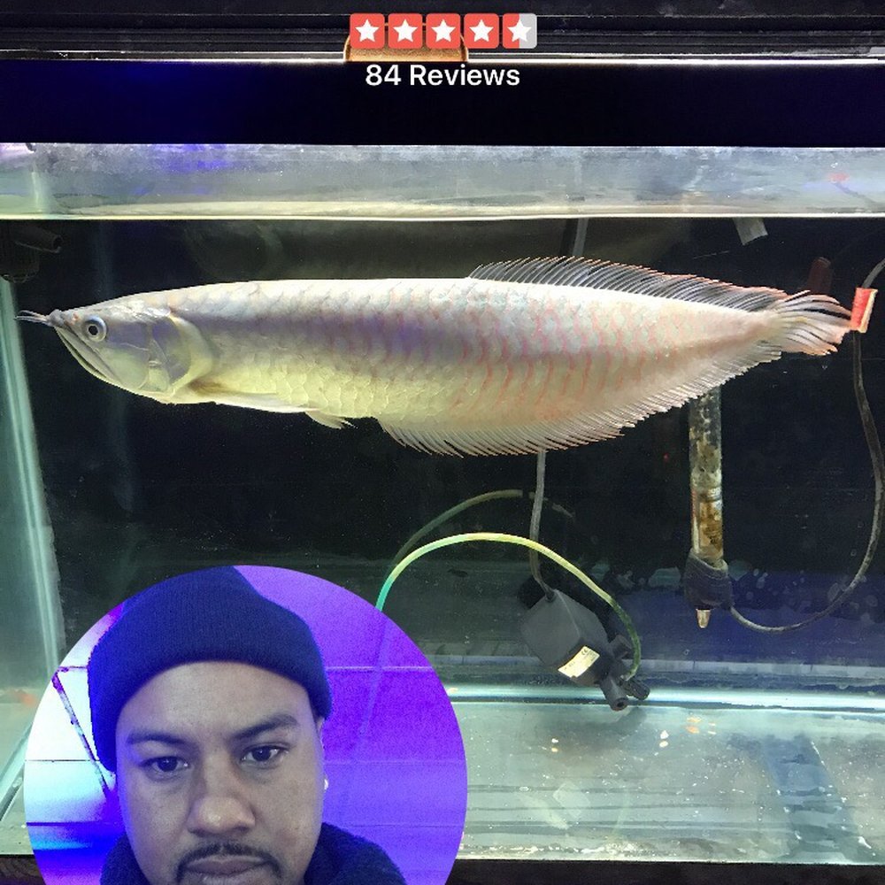 Vallejo Aquarium - I like these fish - Pet Stores Near Me - Vallejo, California Vallejo Aquarium - I like these fish - Pet Stores Near Me - Vallejo, California