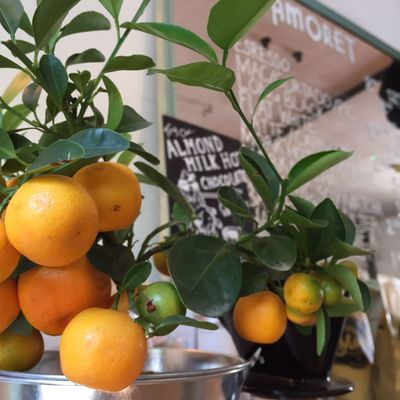 Amoret Coffee Portobello by null