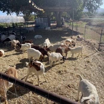 Mortimer Farms - Attraction Farms Near Me - Dewey, Arizona Mortimer Farms - Attraction Farms Near Me - Dewey, Arizona