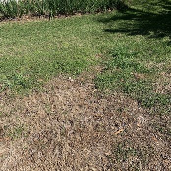 Tractor Supply - Wiped out dallis grass. - Department Stores Near Me - Brenham, Texas Tractor Supply - Wiped out dallis grass. - Department Stores Near Me - Brenham, Texas