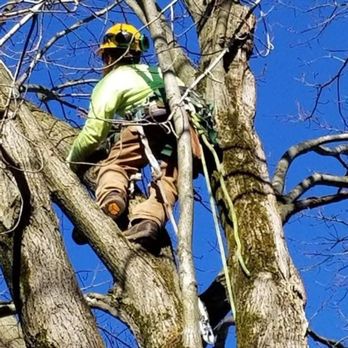 Skruck Tree Solutions - Tree Services Near Me - Massillon, Ohio Skruck Tree Solutions - Tree Services Near Me - Massillon, Ohio