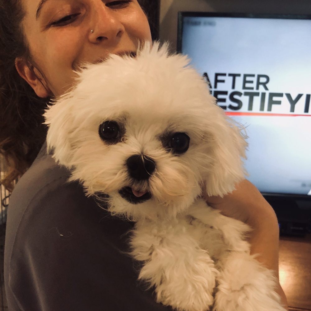 Osprey Animal Clinic - Our 7 pound maltese - Veterinarians Near Me - Osprey, Florida Osprey Animal Clinic - Our 7 pound maltese - Veterinarians Near Me - Osprey, Florida