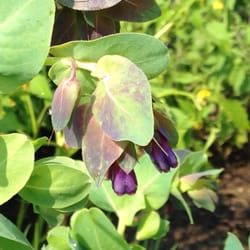 Lincoln Square Community Garden - Pride of Gibraltar!