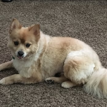 Dawg Gone Pet Salon - Horrible groom job!!!!!!!!! - Pet Groomers Near Me - Harrisville, Utah Dawg Gone Pet Salon - Horrible groom job!!!!!!!!! - Pet Groomers Near Me - Harrisville, Utah