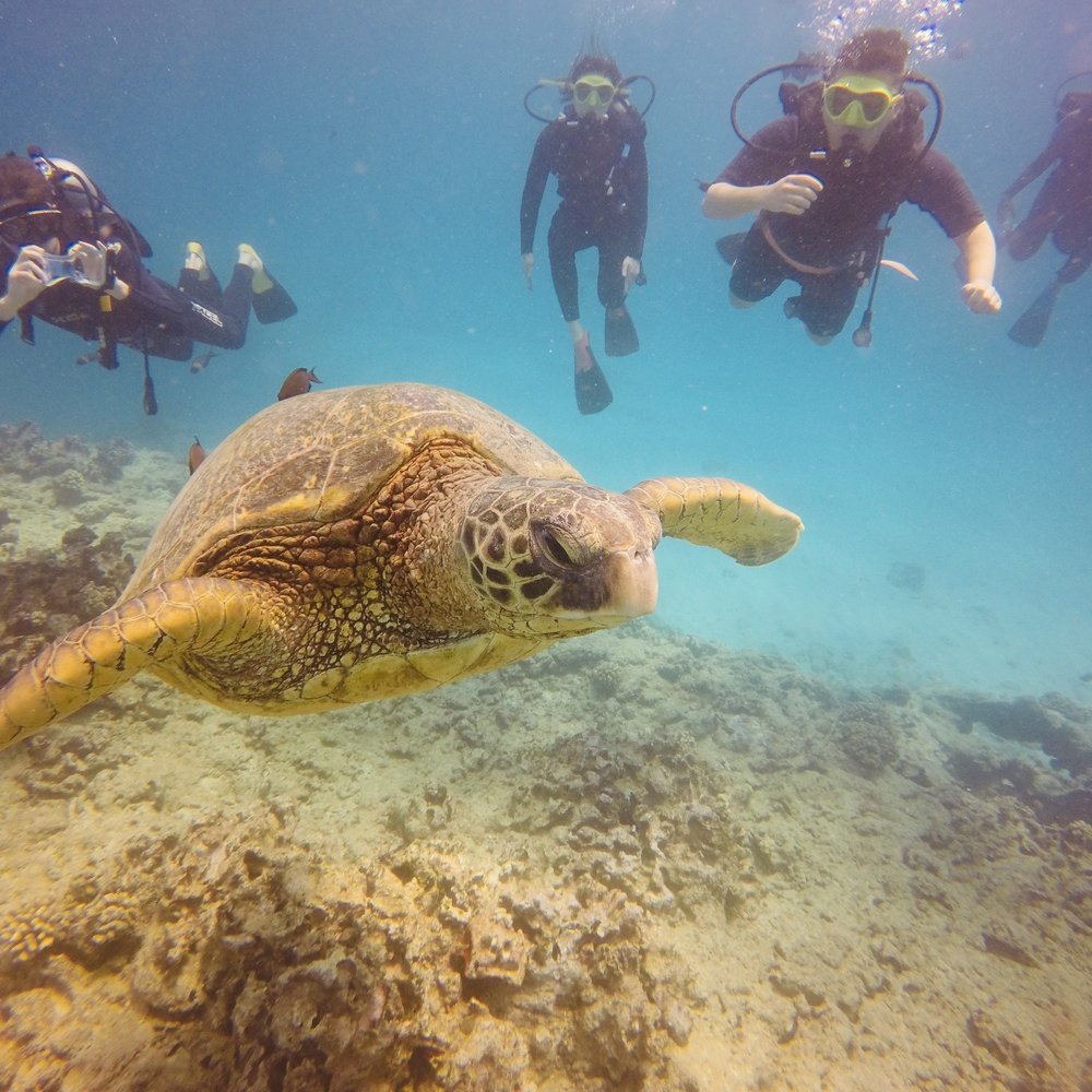 Oahu Diving - Sea turtle - Scuba Diving Near Me - Honolulu, Hawaii