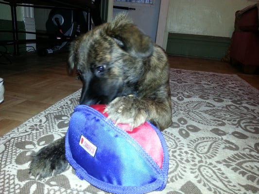 Chicago Animal Care and Control by null