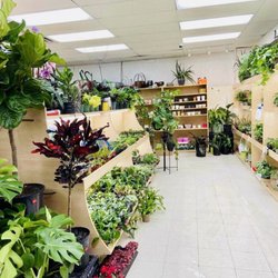 Village Market - Plant