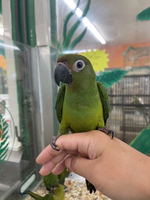 BIRD PARADISE - Updated January 2025 - 47 Photos & 61 Reviews - 551 E