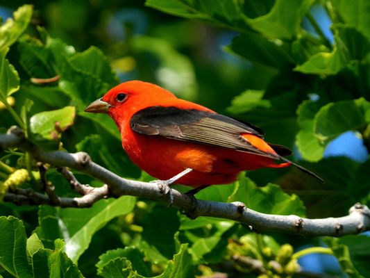 Leonabelle Turnbull Birding Center by null