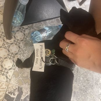 Azz! - Shop dog! He loved pets and scratches - Italian Near Me - Sorrento, NA