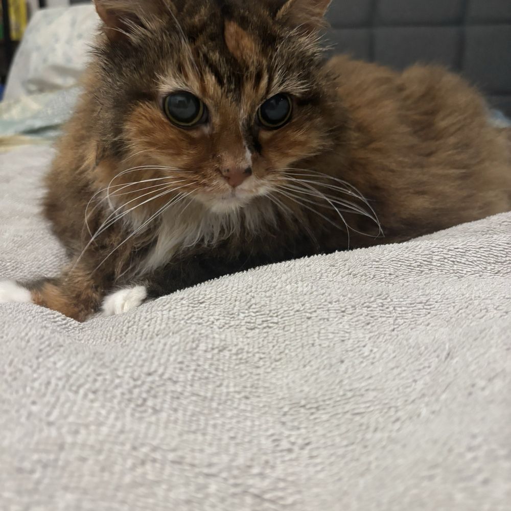 Healthy kitten minutes after getting home from VEG Healthy kitten minutes after getting home from VEG