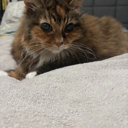 Healthy kitten minutes after getting home from VEG Healthy kitten minutes after getting home from VEG