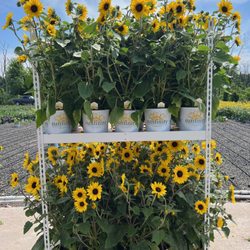 Hionis Greenhouses - Sunfinity Sunflowers blooming in June
