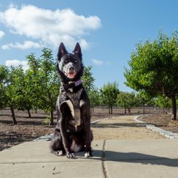 Paws Cause Pet Photography