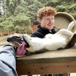 Alaska Sled Dogs & Musher's Camp - Goodway, lapping up all the attention