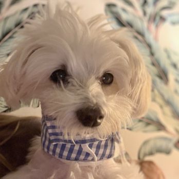 Veterinary Surgical Specialists - after surgery - Veterinarians Near Me - Tustin, California Veterinary Surgical Specialists - after surgery - Veterinarians Near Me - Tustin, California