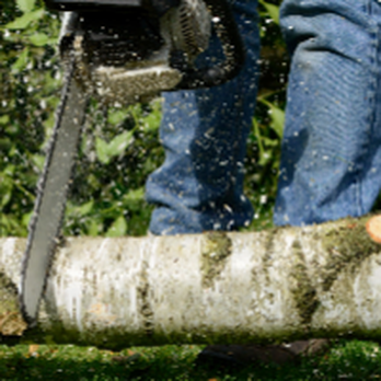 SJ Tree & Landscape professionals - Tree Services Near Me - Ewa Beach, Hawaii