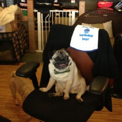 Bentley's Pet Stuff - Great people, darn handsome pugs.