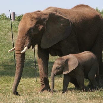 Indianapolis Zoo - Elephants - Zoos Near Me - Indianapolis, Indiana Indianapolis Zoo - Elephants - Zoos Near Me - Indianapolis, Indiana