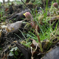 Ville, 3-Seenplatte - Um 9 Uhr waren die Huflattichblüten noch geschlossen