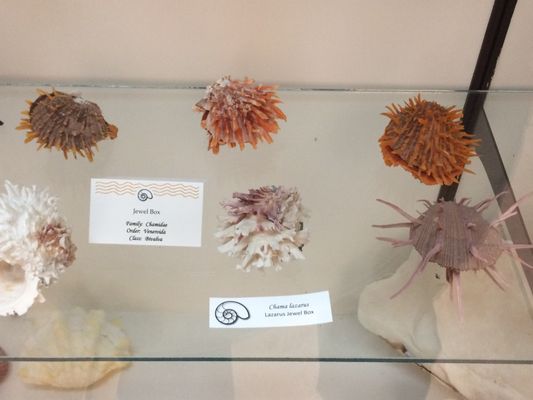 World Museum of Natural History by null