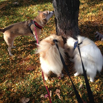 Lucky Lucy's Pets - Lucky Lucy's Pets - Dog Walkers Near Me Lucky Lucy's Pets - Lucky Lucy's Pets - Dog Walkers Near Me