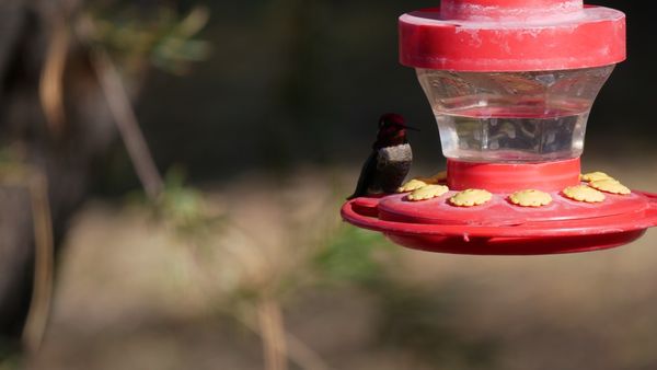 Henderson Bird Viewing Preserve by null