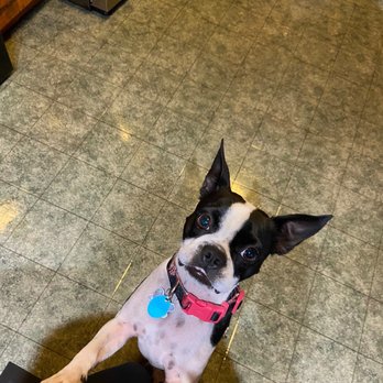 Pet Emergency Center - Lucy - Emergency Pet Hospital Near Me - Mount Vernon, Washington Pet Emergency Center - Lucy - Emergency Pet Hospital Near Me - Mount Vernon, Washington