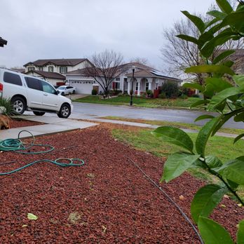 Yellow Tree - Clean looking - Tree Services Near Me Yellow Tree - Clean looking - Tree Services Near Me