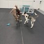 Woof Love Play