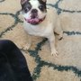 Photo of Krazy Kritter Dog Walking