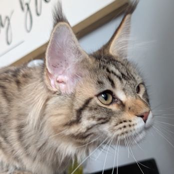 Tiny Cuties NYC - Pet Breeders Near Me - City, New York Tiny Cuties NYC - Pet Breeders Near Me - City, New York