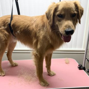 Breannas Pawsitive Touch - Pet Groomers Near Me - Fort Campbell, Kentucky