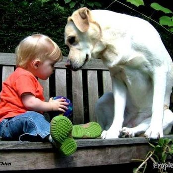Balanced Companions - Dogs are Family - Pet Training Near Me - Ventura, California Balanced Companions - Dogs are Family - Pet Training Near Me - Ventura, California