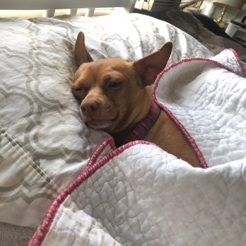 Designer Dogs by Debe - Zoe taking a nap after her relaxing grooming! - Pet Groomers Near Me - Youngtown, Arizona