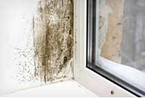 Gold Coast Inspectors - mold inspector in Ventura, CA