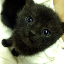 Reliable Transportation - Kitten left homeless by Scott W.