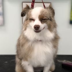 Small Paws - Mini grooming you can have here at small paws