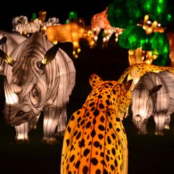 Chinese Lantern Festival - Experience THE WILD! 1000 lanterns featuring lanterns (handcrafted by Chinese Artisans) of animals from all over the globe!