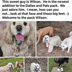 Dallas and Pals - Wilson's first day report.