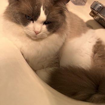 Ragdolljjsweeti - Pet Breeders Near Me