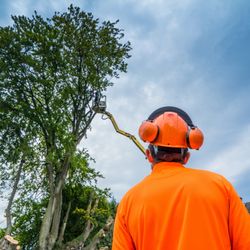 New Westminster Tree Service